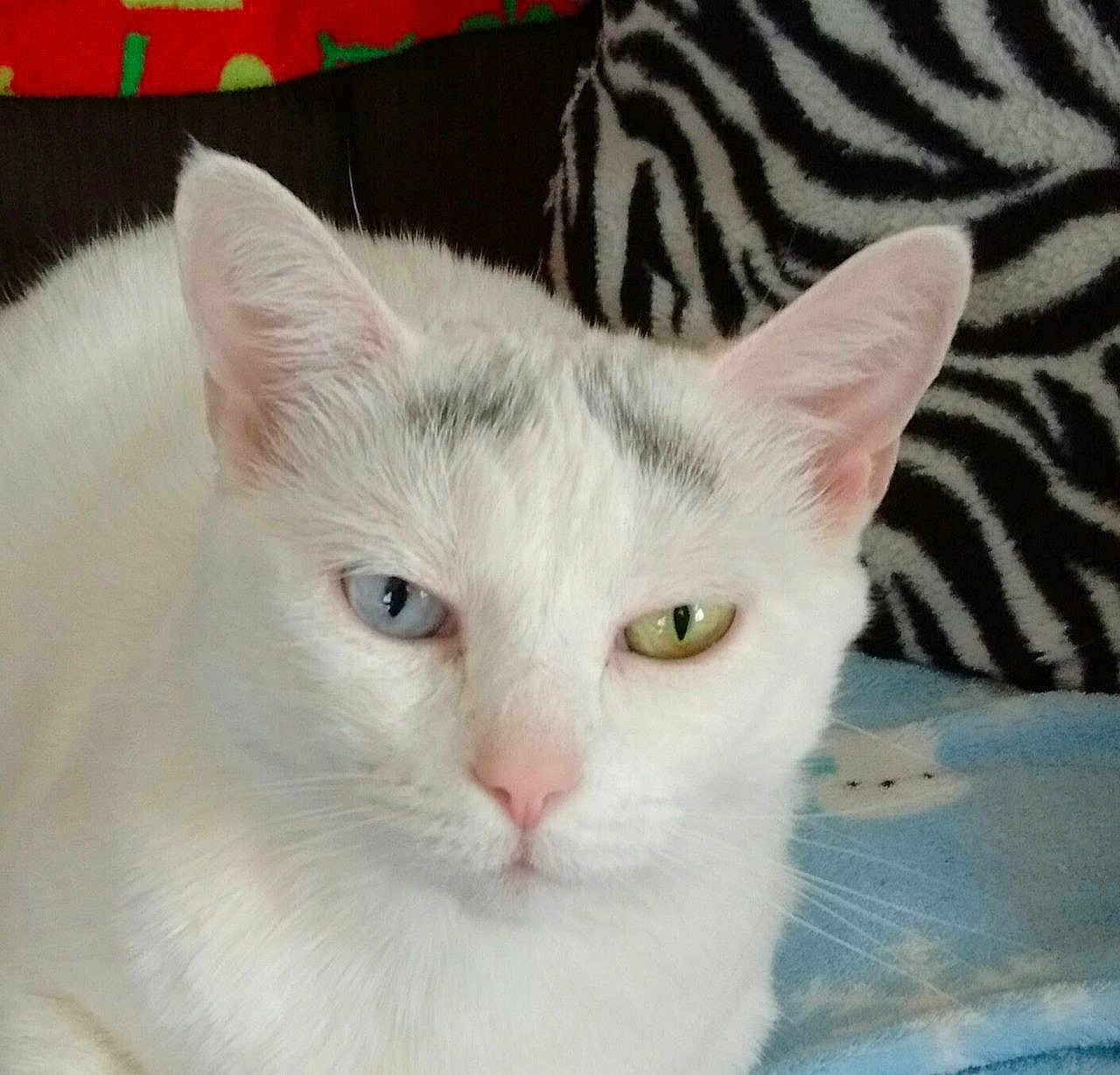 Daisy