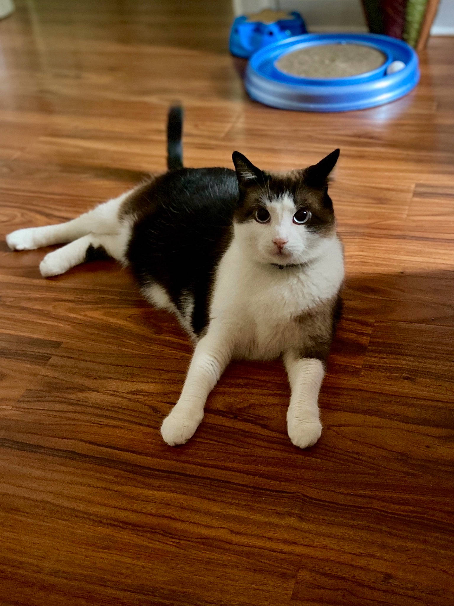 Stella joined the competition — help win amazing prizes! carnivore, cat, felidae, floor, flooring, fur, hardwood, laminate_flooring, pet_supply, plank, plywood, small_to_medium_sized_cats, tail, terrestrial_animal, varnish, vertebrate, whiskers, wood, wood_flooring, wood_stain