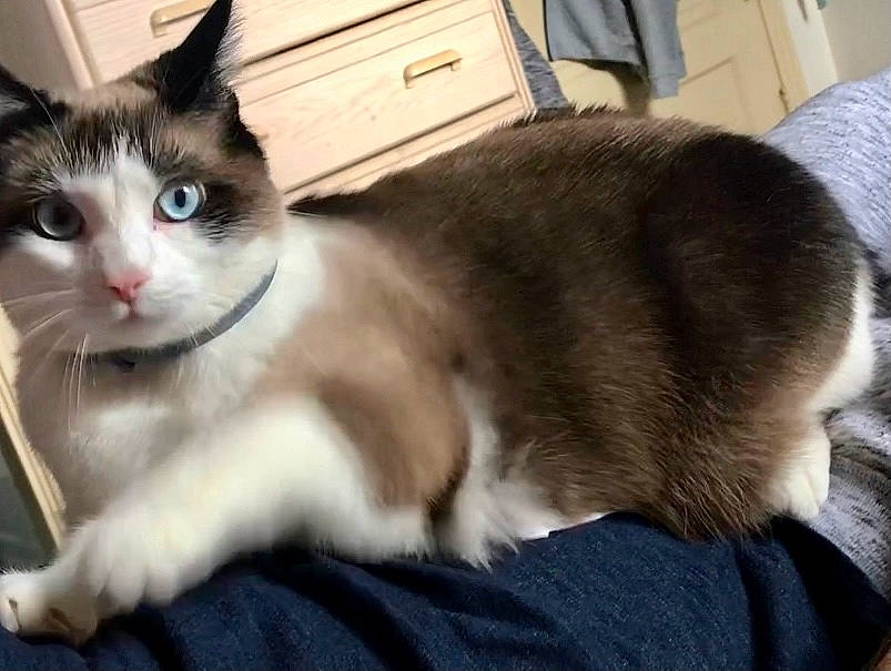 Stella is registered to the contest to win money with this photo: cabinetry, carnivore, cat, chest, chest_of_drawers, collar, comfort, domestic_short_haired_cat, drawer, felidae, fur, pet_supply, small_to_medium_sized_cats, snout, vertebrate, whiskers