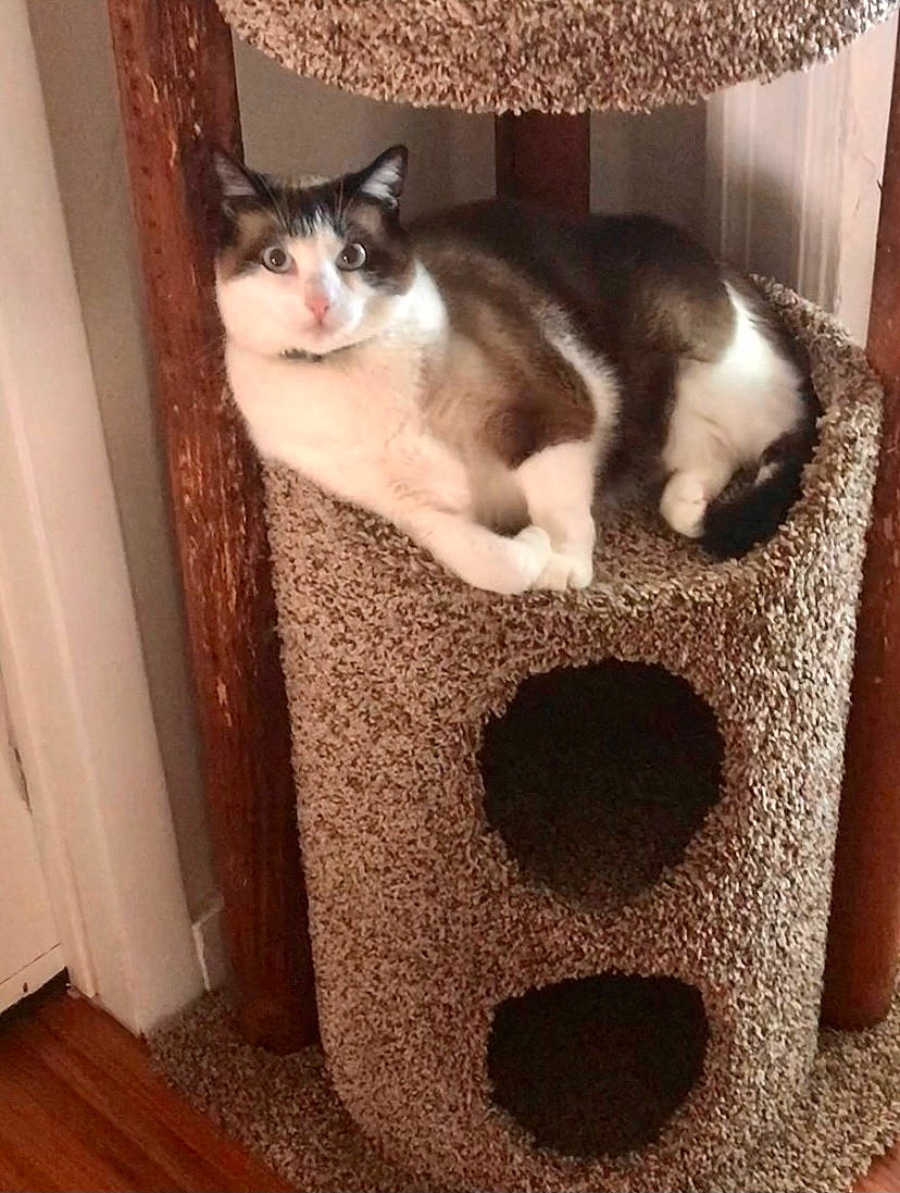 Stella joined the competition — help win amazing prizes! carnivore, cat, cat_bed, cat_furniture, cat_supply, domestic_short_haired_cat, felidae, home_accessories, mammal, pet_supply, small_to_medium_sized_cats, tail, vertebrate, whiskers, wood_flooring