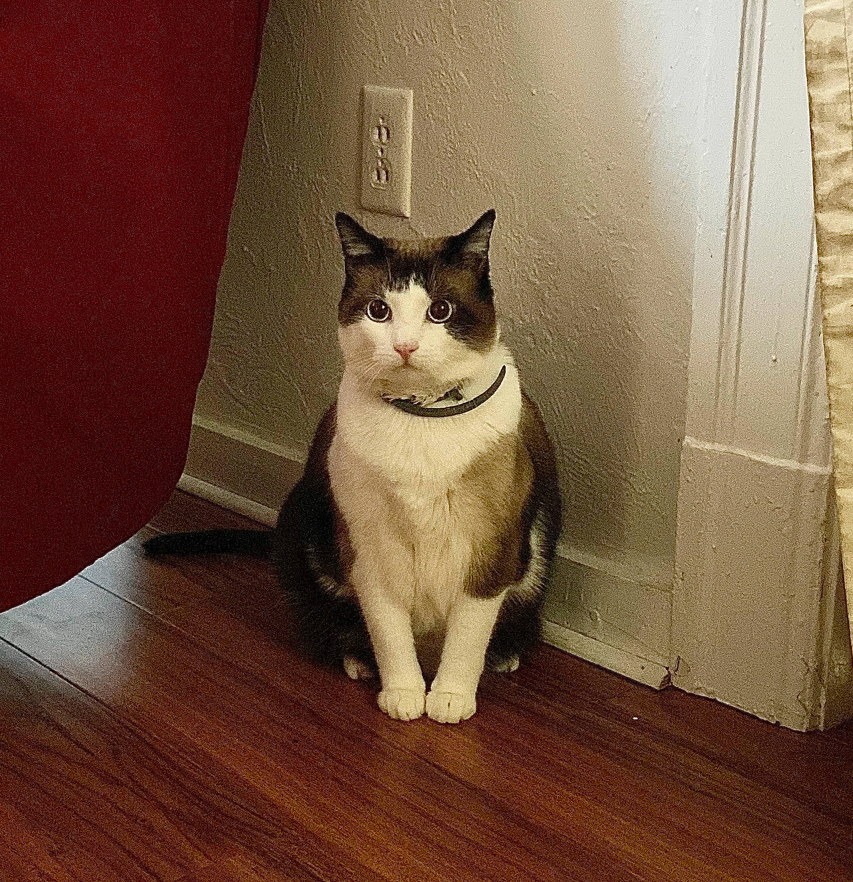 Stella joined the competition — help win amazing prizes! carnivore, cat, domestic_short_haired_cat, felidae, floor, flooring, hardwood, laminate_flooring, plank, plywood, small_to_medium_sized_cats, snout, tail, varnish, vertebrate, whiskers, wood, wood_flooring, wood_stain