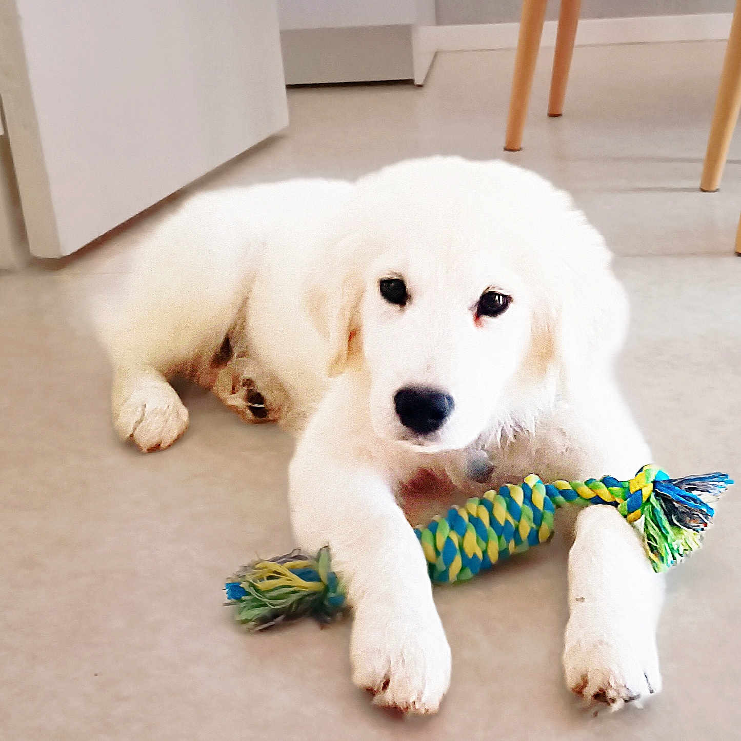 Aiko participe au concours pour gagner de l'argent avec cette photo : adorable, animal, canine, cute, dog, domestic_animal, floor, fur, indoor, looking, lying_down, paw, pet, playful, puppy, resting, rope_toy, toy, white, young_dog