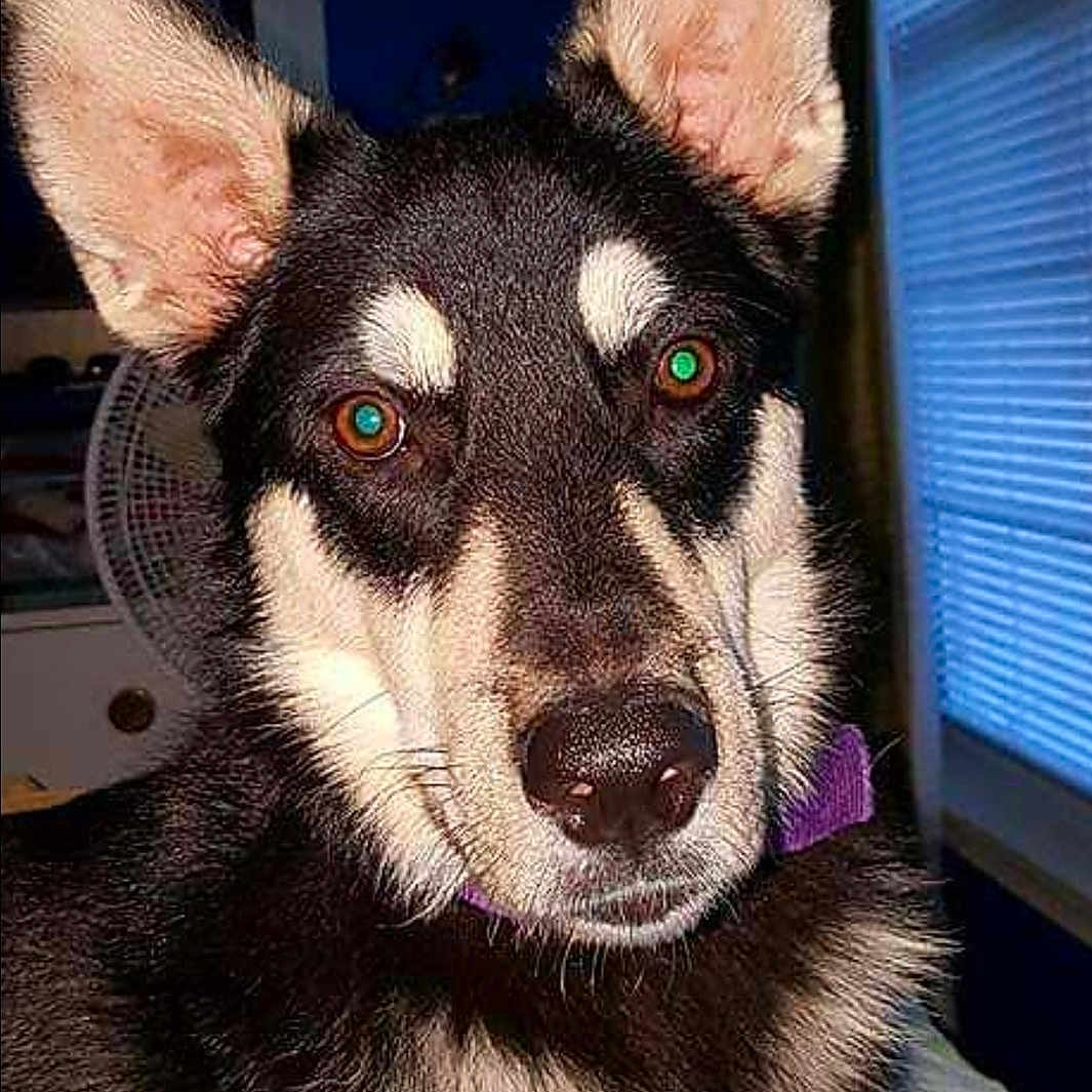 Shadow is registered to the contest to win money with this photo: alert, animal, bed, black_and_white, blanket, canine, close_up, collar, curious, dog, ears, eyes, face, fan, fur, indoor, nose, pet, portrait, window