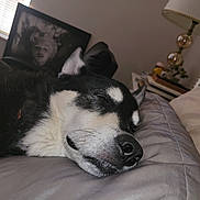 Shadow joined the competition — help win amazing prizes! dog, sleeping, bed, pillow, indoor, resting, black_and_white, pet, cozy, relaxed, nose, fur, whiskers, lamp, picture_frame, window, blanket, home, quiet, calm