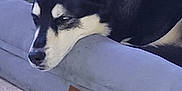 Shadow is registered to the contest to win money with this photo: dog, husky, pet_bed, indoor, resting, sleepy, black_and_white, floor, tile, box, animal, canine, fur, ears, snout, close_up, home, relaxing, comfort, portrait