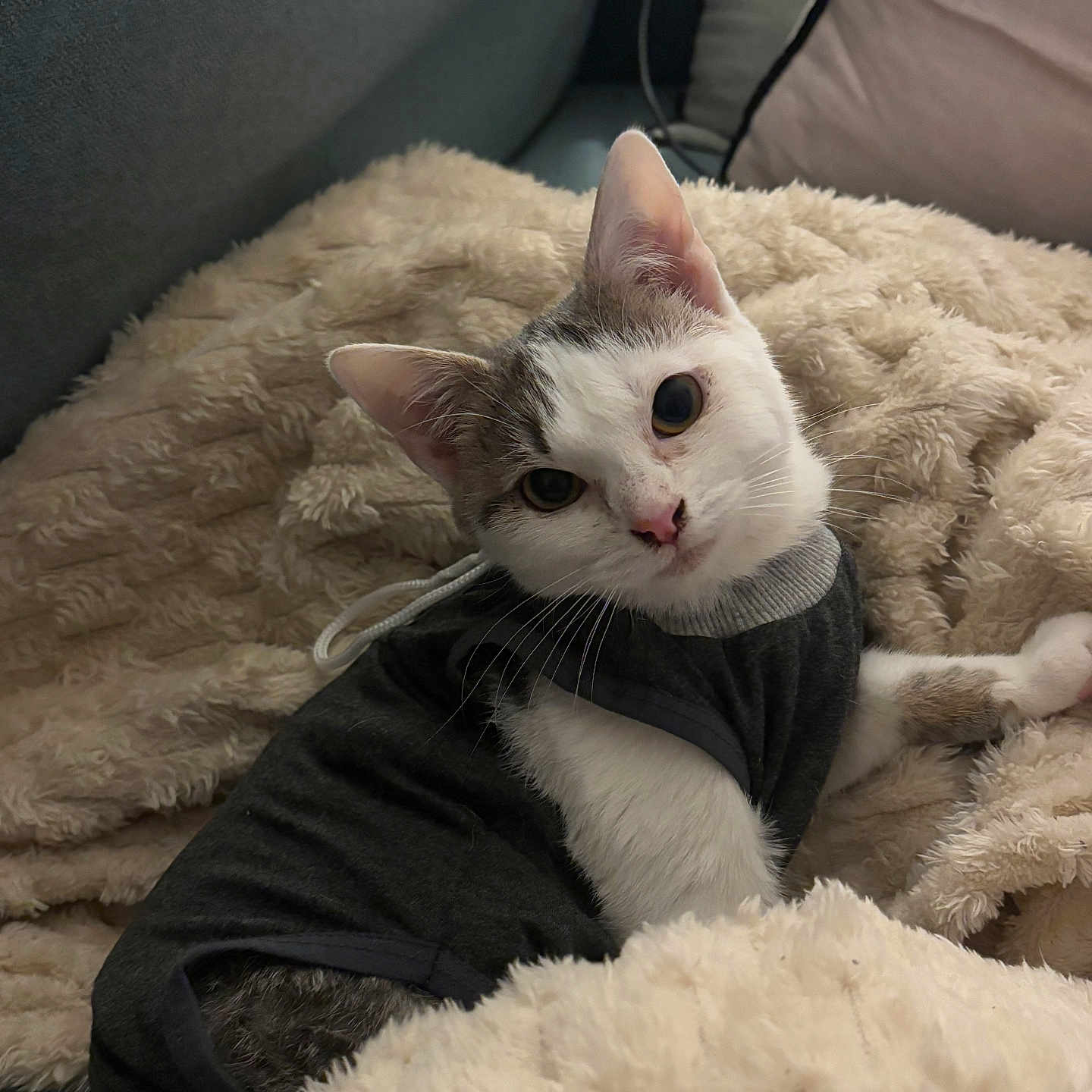 Molly participe au concours pour gagner de l'argent avec cette photo : abyssinian, angora, animal, baby, blanket, canine, cat, couch, cushion, dog, furniture, homedecor, indoors, kitten, manx, person, pet, quilt, siamese, sleeping