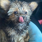 Sasha is registered to the contest to win money with this photo: puppy, dog, wet_fur, tongue_out, cute, fluffy, pet_bed, blanket, small_dog, indoors, closeup, animal, fur, ears, snout, playful, young, domestic_animal, adorable, face