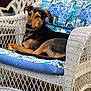 dog, wicker_chair, cushion, floral_pattern, outdoor, pet, relaxed, brown_and_black_fur, animal, resting, portrait, canine, seat, furniture, sunlight, garden, backyard, cute, domestic_animal, summer