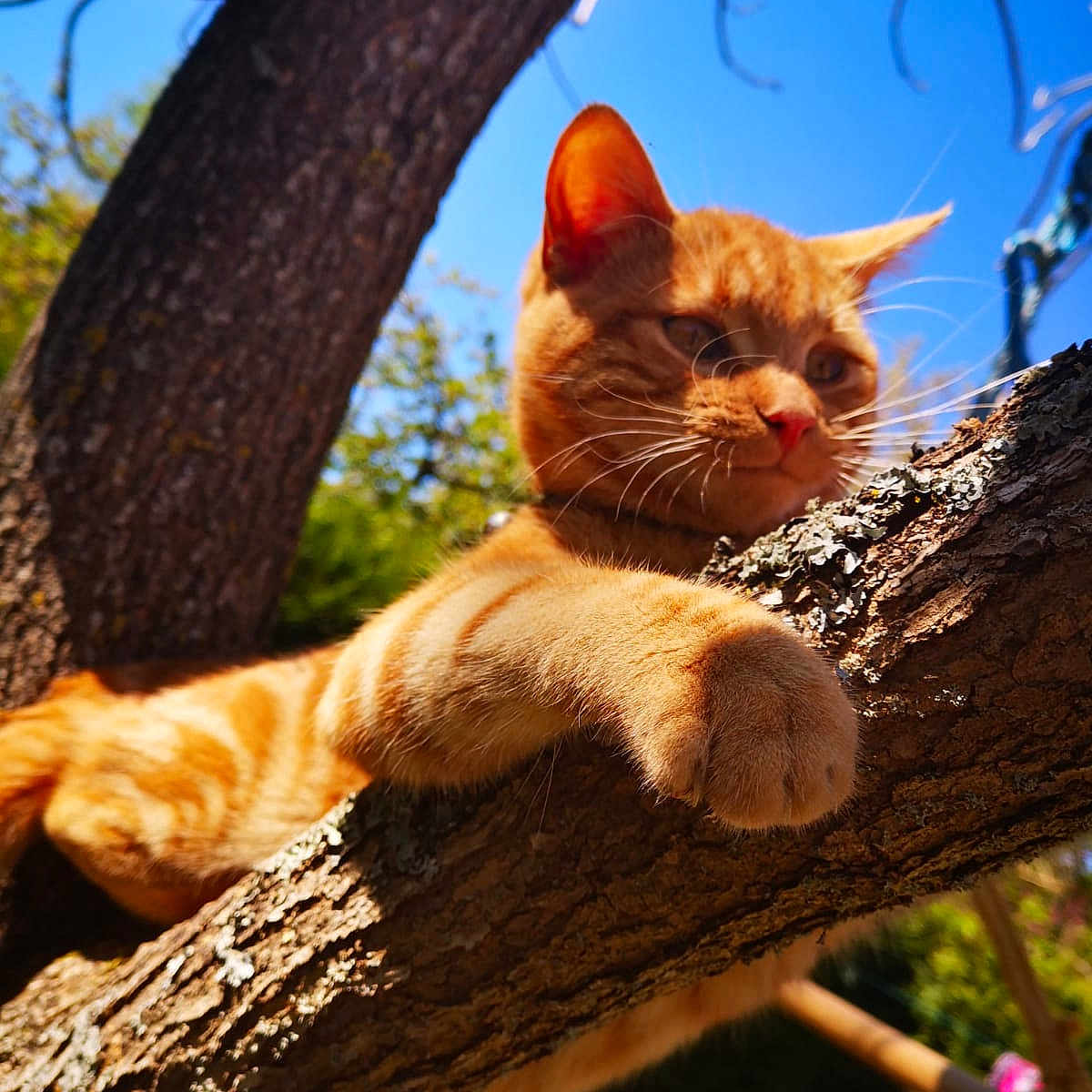Tigrou a rejoint le concours — aidez-le/la à gagner de superbes lots ! animal, blue_sky, branch, cat, close_up, daylight, focus, fur, garden, mammal, nature, orange_tabby, outdoor, paw, pet, relaxed, sunlight, tree, whiskers, wildlife