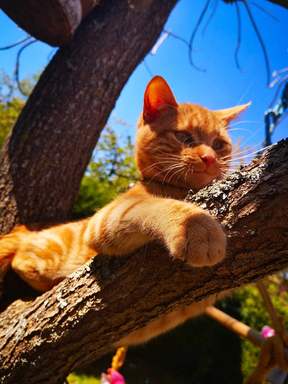 Tigrou a rejoint le concours — aidez-le/la à gagner de superbes lots ! cat, orange_tabby, tree, branch, outdoor, sunlight, paw, fur, animal, nature, blue_sky, relaxed, close_up, whiskers, daylight, pet, mammal, garden, focus, wildlife