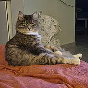 Mugi participe au concours pour gagner de l'argent avec cette photo : animal, blanket, cat, cozy, domestic_animal, feline, fluffy_cat, fur, home, indoor, looking_at_camera, lounging, mammal, paws, pet, relaxed, resting, tabby_cat, whiskers, yellow_eyes