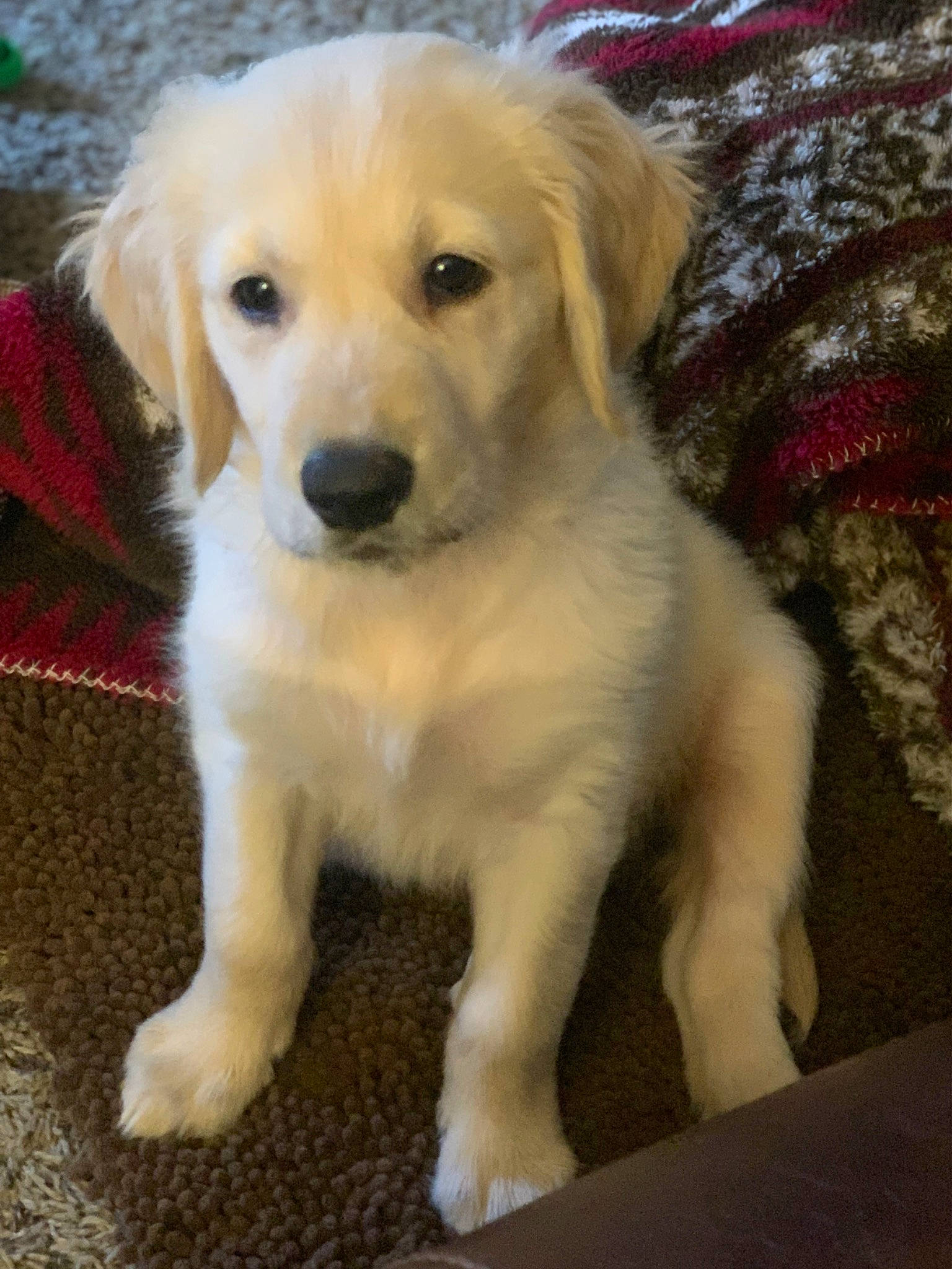 Oakley is registered to the contest to win money with this photo: ancient_dog_breeds, canidae, carnivore, companion_dog, dog, dog_breed, fawn, fur, gun_dog, labrador_retriever, puppy, small_greek_domestic_dog, snout, sporting_group, tail, terrestrial_animal, whiskers, working_animal