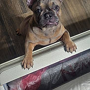 Trixie joined the competition — help win amazing prizes! dog, french_bulldog, puppy, indoor, wooden_floor, bed, mattress, curious, pet, animal, ears, paws, looking_up, close_up, brown_coat, snout, whiskers, cute, companion, domestic