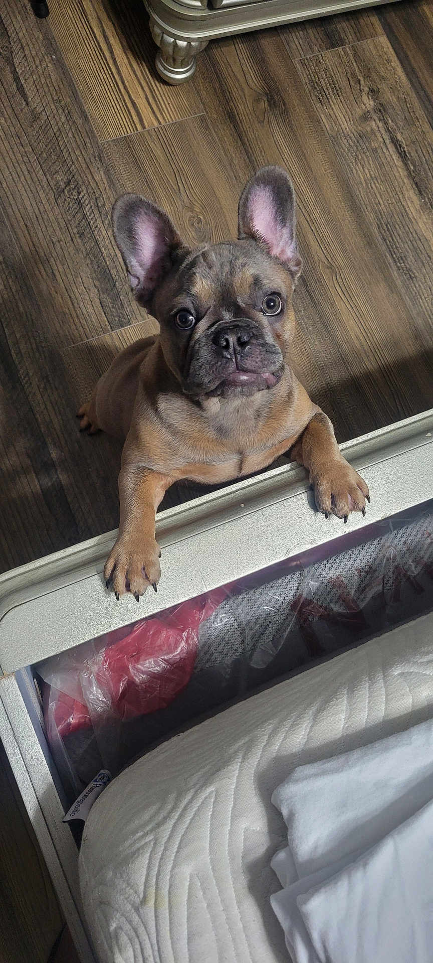 Trixie