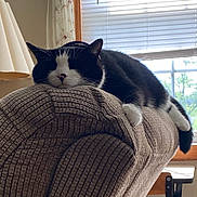 Kracker joined the competition — help win amazing prizes! cat, black_and_white, sleeping, couch, indoor, window, blinds, daylight, furniture, pet, relaxing, cozy, resting, whiskers, paw, tail, soft_texture, home, lamp, curtain