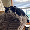 cat, black_and_white, sleeping, couch, indoor, window, blinds, daylight, furniture, pet, relaxing, cozy, resting, whiskers, paw, tail, soft_texture, home, lamp, curtain