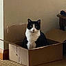 cat, black_and_white, cardboard_box, indoor, pet, feline, curious, sitting, floor, carpet, wall, furniture, table, household, domestic, animal, cute, cozy, relaxed, looking