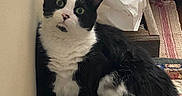 Kracker is registered to the contest to win money with this photo: cat, black_and_white, pet, indoor, quilt, patchwork, curious, feline, wall, cushion, shopping_bag, green_eyes, resting, fur, paw, domestic_animal, cozy, home, looking_up, floor