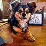 animal, canine, computer, computerhardware, dog, electronics, face, hardware, hardwood, indoors, interiordesign, laptop, monitor, pc, person, pet, plate, puppy, screen, wood