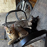 Dusty Pete Gidget is registered to the contest to win money with this photo: cat, kitten, tabby_cat, black_cat, gray_kitten, chair, bicycle, garage, concrete_floor, pet, animal, feline, resting, cuddle, snuggling, indoor, mesh_chair, wheel, wooden_board, paw