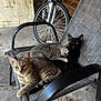 cat, kitten, tabby_cat, black_cat, gray_kitten, chair, bicycle, garage, concrete_floor, pet, animal, feline, resting, cuddle, snuggling, indoor, mesh_chair, wheel, wooden_board, paw