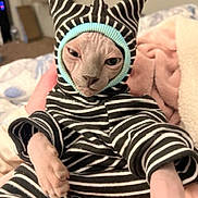 Luci joined the competition — help win amazing prizes! bed, blanket, cat, costume, cozy, cute, ears, expression, face, hairless_cat, human_hand, indoor, paws, pet, pink_blanket, portrait, sphynx_cat, striped_onesie, stripes, wrinkled_skin