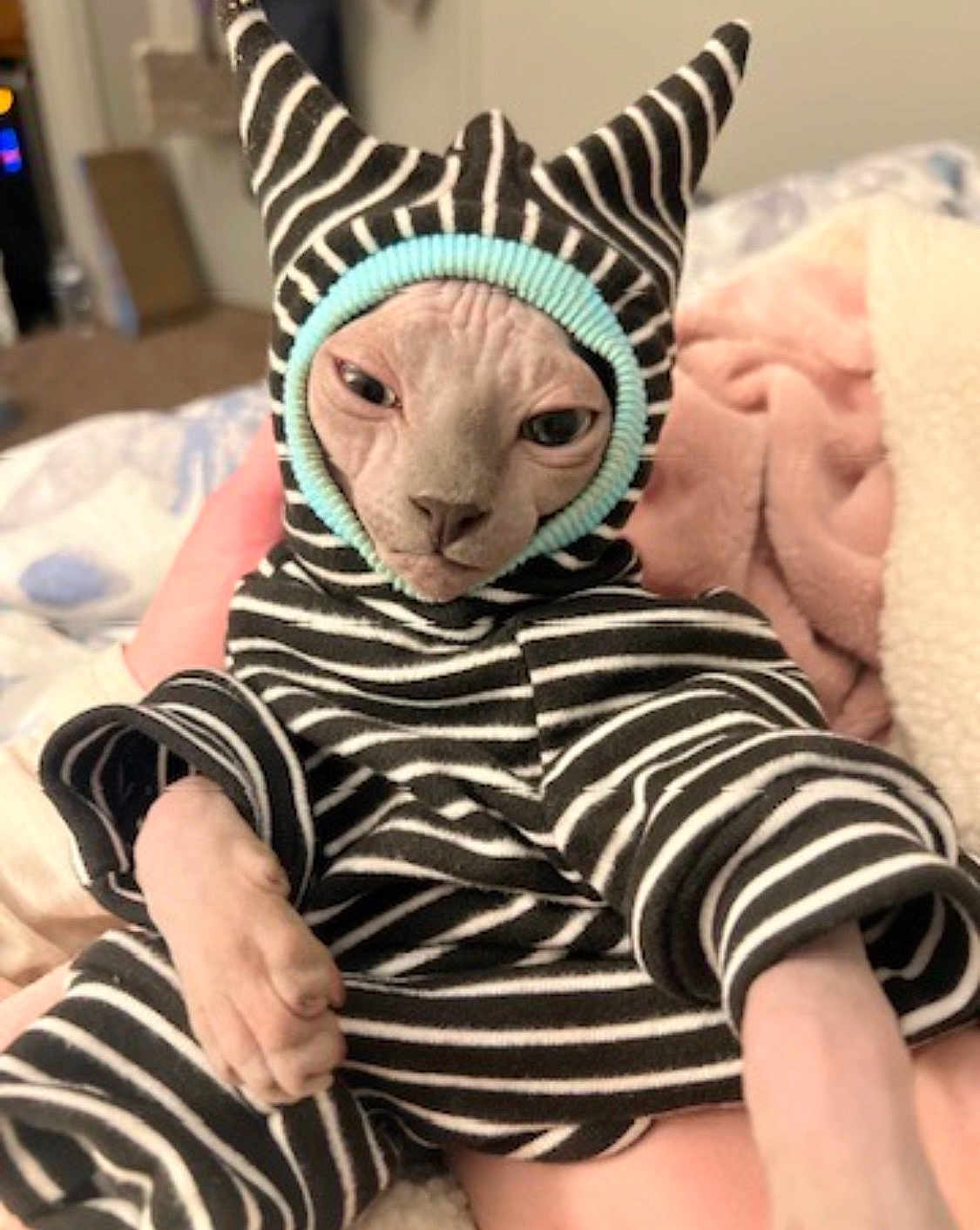 Luci joined the competition — help win amazing prizes! bed, blanket, cat, costume, cozy, cute, ears, expression, face, hairless_cat, human_hand, indoor, paws, pet, pink_blanket, portrait, sphynx_cat, striped_onesie, stripes, wrinkled_skin