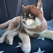 Lex is registered to the contest to win money with this photo: dog, shiba_inu, pet, animal, fluffy, brown_fur, white_fur, pointed_ears, blue_eyes, face, portrait, sitting, lying_down, car, car_seat, blanket, stars, indoor, cute, side_eye