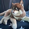 dog, shiba_inu, pet, animal, fluffy, brown_fur, white_fur, pointed_ears, blue_eyes, face, portrait, sitting, lying_down, car, car_seat, blanket, stars, indoor, cute, side_eye