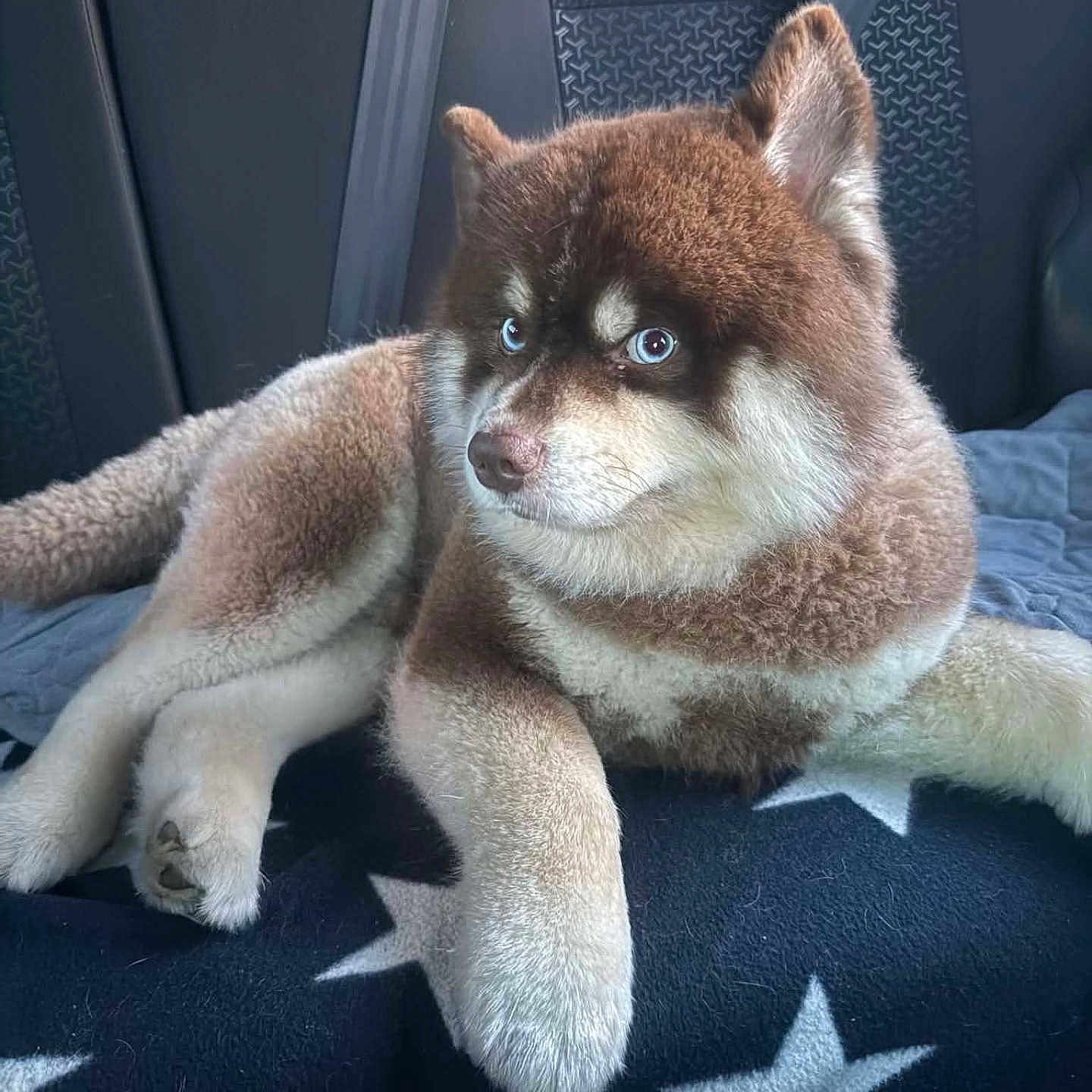Lex is registered to the contest to win money with this photo: dog, shiba_inu, pet, animal, fluffy, brown_fur, white_fur, pointed_ears, blue_eyes, face, portrait, sitting, lying_down, car, car_seat, blanket, stars, indoor, cute, side_eye