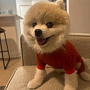 Rambo is registered to the contest to win money with this photo: dog, pomeranian, pet, animal, cute, fluffy, sweater, red_clothing, indoor, couch, furniture, happy, tongue_out, smiling, small_dog, home, living_room, cozy, fur, companion