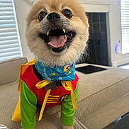 Kong is registered to the contest to win money with this photo: dog, pomeranian, costume, superhero, bandana, pet, happy, smiling, indoor, couch, living_room, fur, cute, small_dog, animal, tongue, teeth, blinds, fireplace, home