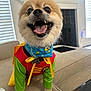 dog, pomeranian, costume, superhero, bandana, pet, happy, smiling, indoor, couch, living_room, fur, cute, small_dog, animal, tongue, teeth, blinds, fireplace, home