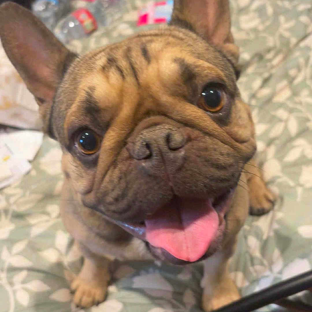 Frankie George joined the competition — help win amazing prizes! animal, bed, bedroom, blanket, canine, close_up, comforter, cute, dog, ears, expression, face, french_bulldog, fur, happy, indoor, looking_up, paw, pet, tongue_out