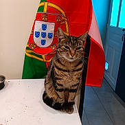 Pépète participe au concours pour gagner de l'argent avec cette photo : animal, bowl, cat, domestic, door, flag, floor, fur, house, indoor, light, paws, pet, portugal_flag, tabby_cat, table, tail, tile_floor, whiskers, window