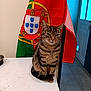 animal, bowl, cat, domestic, door, flag, floor, fur, house, indoor, light, paws, pet, portugal_flag, tabby_cat, table, tail, tile_floor, whiskers, window
