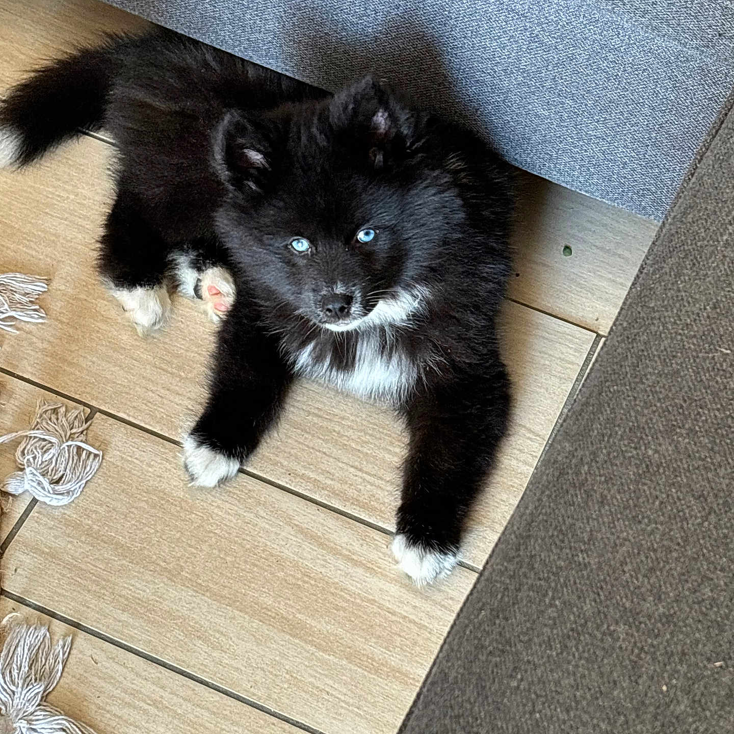 Oslo a rejoint le concours — aidez-le/la à gagner de superbes lots ! animal, architecture, building, canine, cat, couch, dog, furniture, hardwood, homedecor, indoors, interiordesign, kitten, livingroom, manx, pet, plywood, puppy, room, wood