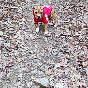 Saïka participe au concours pour gagner de l'argent avec cette photo : puppy, dog, hoodie, forest_path, leaves, outdoor, nature, walking, young_dog, brown_dog, curious, autumn, trail, small_dog, animal, canine, cute, pet, ground, woods