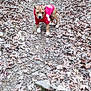 puppy, dog, hoodie, forest_path, leaves, outdoor, nature, walking, young_dog, brown_dog, curious, autumn, trail, small_dog, animal, canine, cute, pet, ground, woods