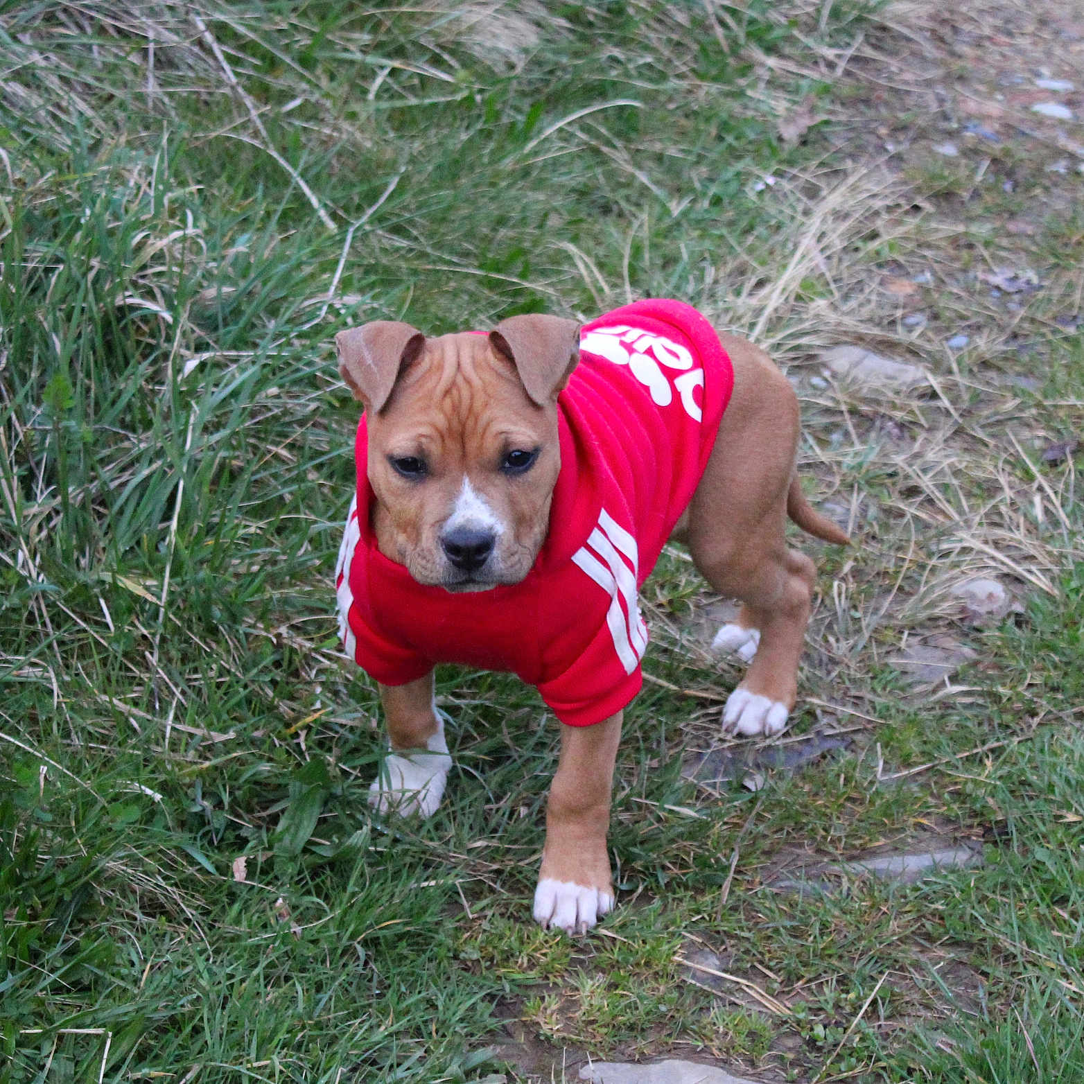 Saïka participe au concours pour gagner de l'argent avec cette photo : alert, animal, brown_dog, canine, cute, dog, ears, fur, grass, grass_path, hooded_sweatshirt, nature, outdoor, pet, puppy, red_hoodie, small_dog, walking, white_paws, young_dog