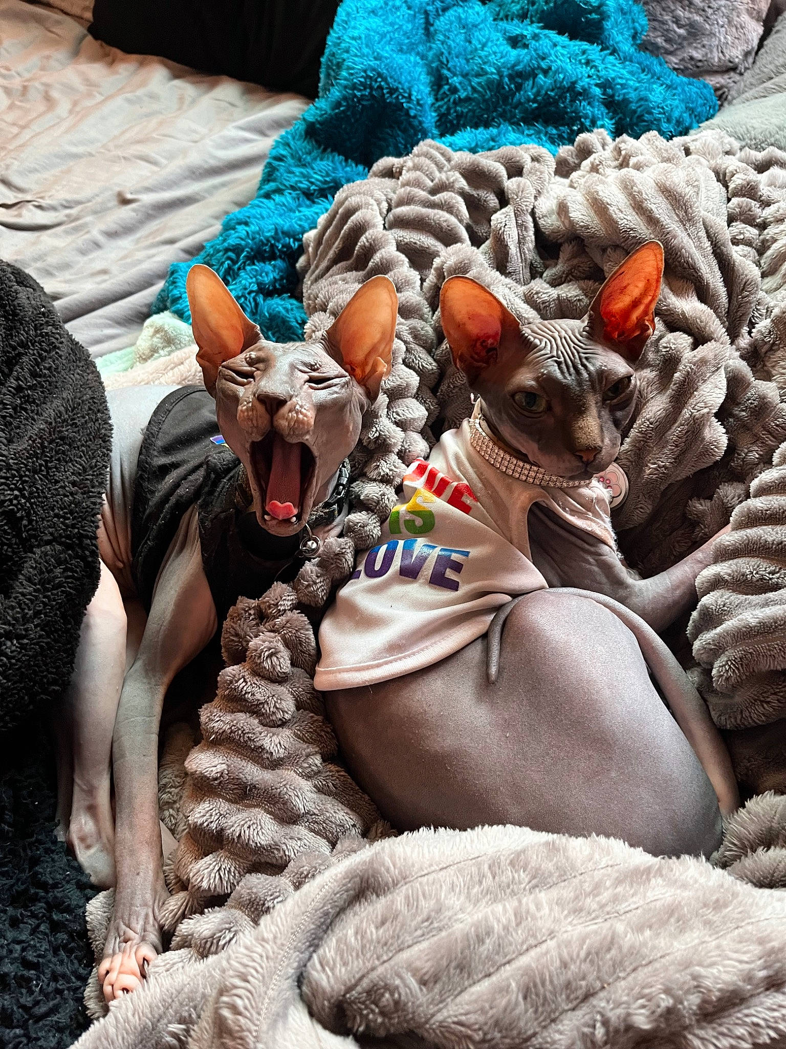 Charlie And Luna is registered to the contest to win money with this photo: big_cats, carnivore, companion_dog, fawn, felidae, fur, human_leg, linens, mammal, pattern, plant, recreation, small_to_medium_sized_cats, stuffed_toy, tail, textile, toy, vertebrate, whiskers, wool