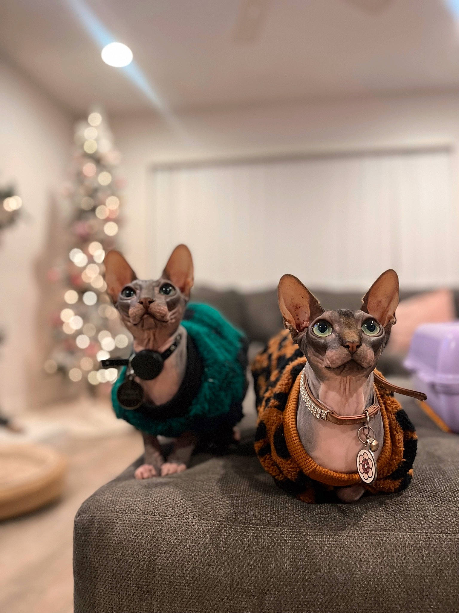 Charlie And Luna joined the competition — help win amazing prizes! art, canidae, carnivore, companion_dog, dog, dog_breed, fashion_accessory, fawn, felidae, fur, grey, metal, sculpture, snout, tail, toy, toy_dog, whiskers, wood, working_animal