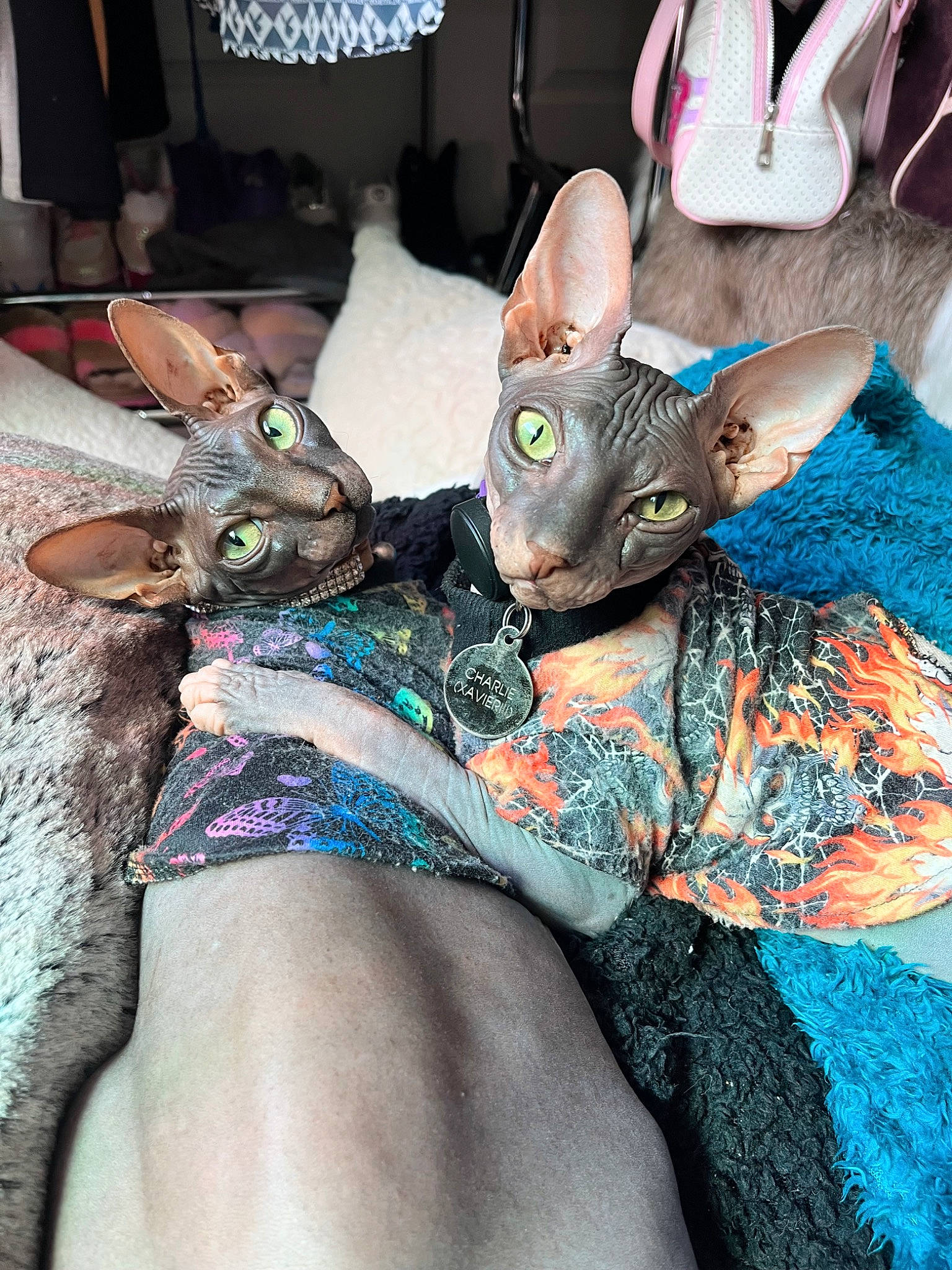 Charlie And Luna is registered to the contest to win money with this photo: costume, event, fashion_accessory, fawn, feather, felidae, fictional_character, fur, hat, human_leg, mask, masque, necklace, plush, small_to_medium_sized_cats, tie, tradition, whiskers