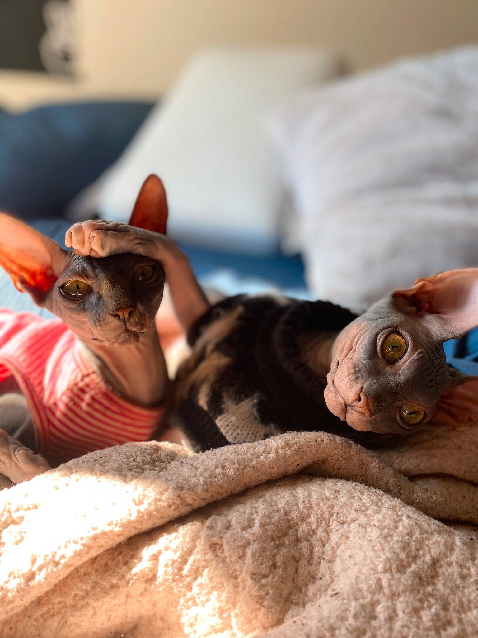 Charlie And Luna joined the competition — help win amazing prizes! bed, canidae, carnivore, cat, comfort, companion_dog, dog_breed, domestic_short_haired_cat, ear, fawn, felidae, fur, linens, nail, small_to_medium_sized_cats, snout, terrestrial_animal, whiskers, wood, wrinkle