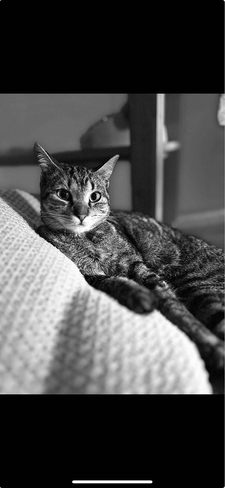Bella a rejoint le concours — aidez-le/la à gagner de superbes lots ! black, black_and_white, carnivore, cat, comfort, darkness, felidae, fur, grey, monochrome, monochrome_photography, sitting, small_to_medium_sized_cats, snout, still_life_photography, stock_photography, style, terrestrial_animal, whiskers, wildlife