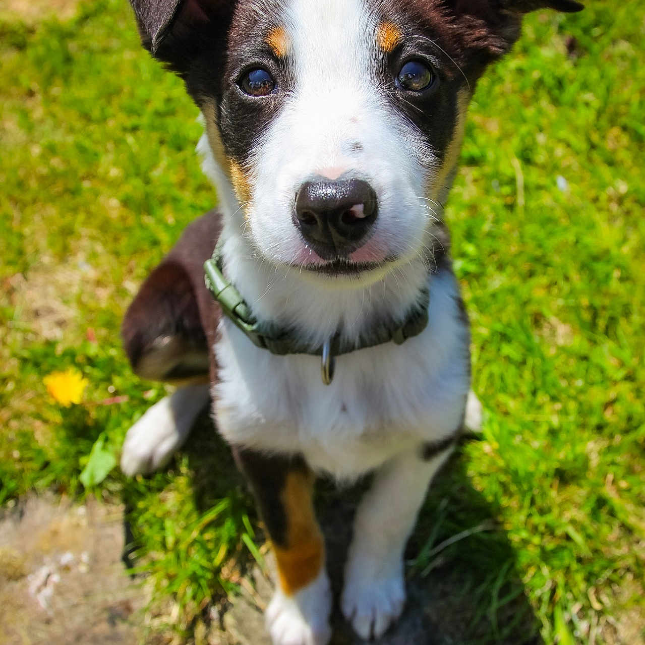 Amber joined the competition — help win amazing prizes! accessories, animal, appenzeller, beagle, canine, collie, dog, flower, grass, green, herbal, herbs, hound, husky, lawn, pet, plant, puppy, strap, terrier