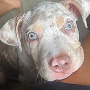 Nala is registered to the contest to win money with this photo: puppy, dog, close_up, blue_eyes, spotted_fur, pet, indoor, floor, leg, barefoot, cute, animal, domestic_animal, looking_up, young_dog, head, snout, ears, whiskers, curious