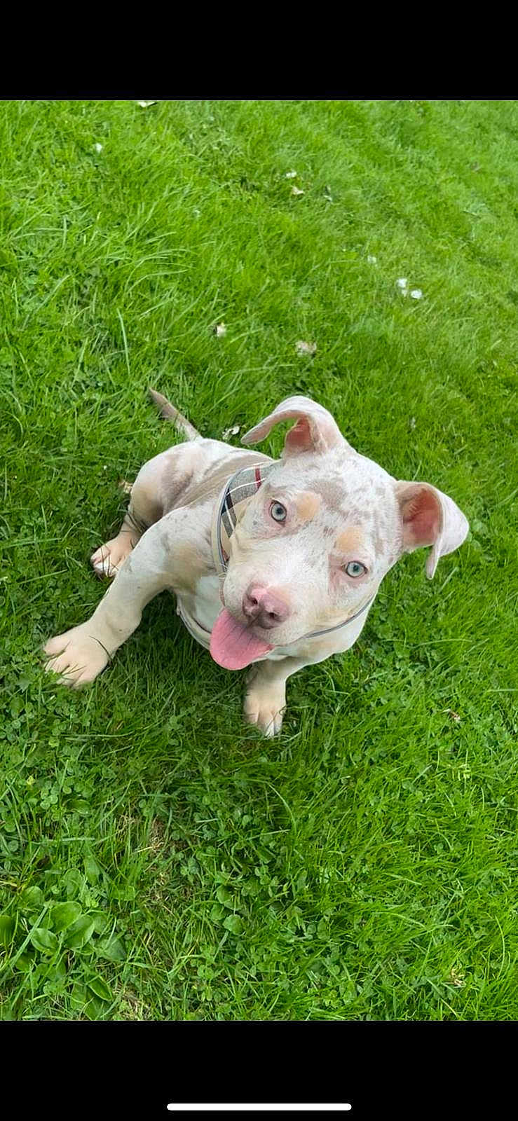Nala joined the competition — help win amazing prizes! puppy, dog, grass, outdoor, pet, animal, cute, tongue_out, ears_flopped, collar, young, playful, sitting, greenery, nature, happy, fur, blue_eyes, looking_up, summer