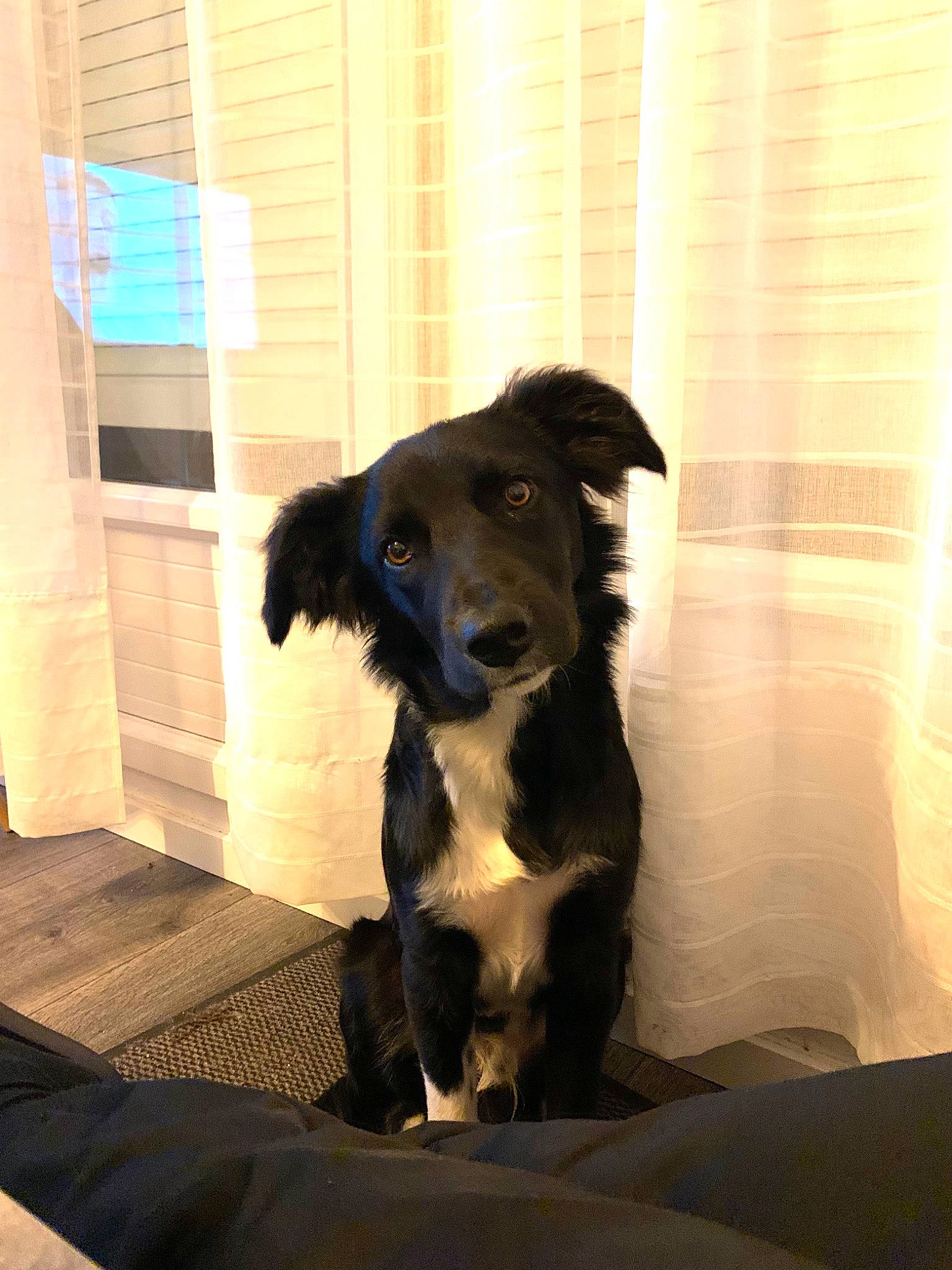 Sango participe au concours pour gagner de l'argent avec cette photo : borador, canidae, carnivore, companion_dog, dog, dog_breed, floor, flooring, fur, hardwood, puppy, shadow, sitting, snout, sporting_group, tints_and_shades, whiskers, wood, working_animal, working_dog