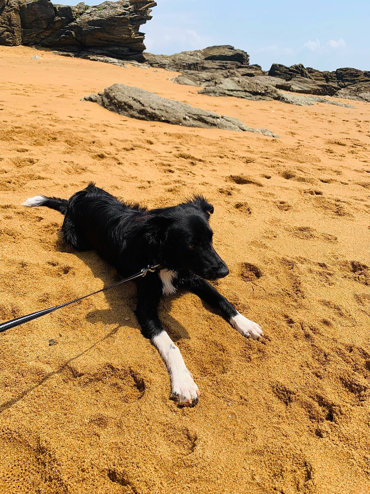 Sango participe au concours pour gagner de l'argent avec cette photo : adventure, bovine, canidae, carnivore, coast, dog, dog_breed, landscape, leash, ocean, recreation, rock, sand, shadow, sky, slope, soil, sporting_group, tail, working_animal